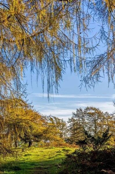 Larch trees in Autumn — Stock Photo, Image