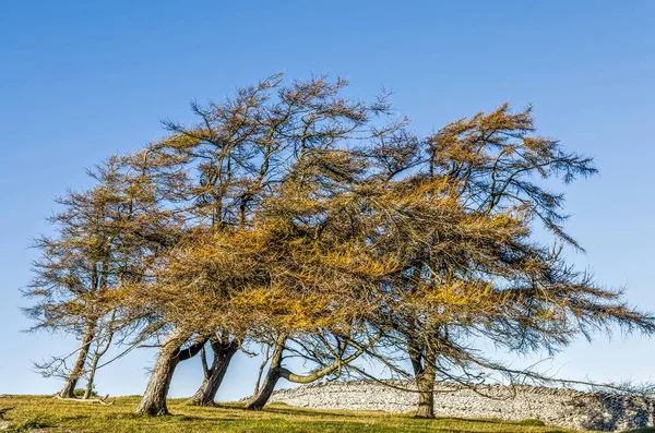 Vento soprado árvores no campo — Fotografia de Stock