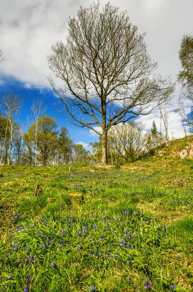 En blubell täckt sluttning i Cumbria på en vårmorgon med en bakgrund av träd — Stockfoto