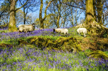 Koyun otlatma Bluebells arasında.