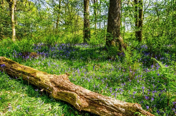 Ein umgestürzter Baum, der zwischen einem Teppich aus Blauglocken liegt. — Stockfoto