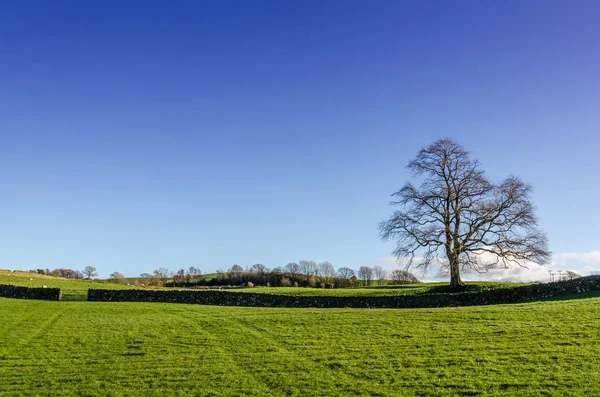 Una escena rural de invierno con un árbol y una puerta —  Fotos de Stock