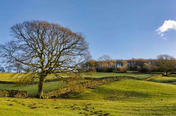 A lone winter tree by a dry stone wall — Stock Photo, Image