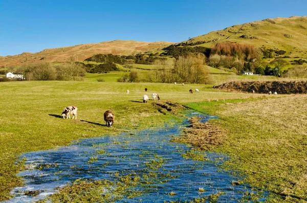 Grazing sheep on a frozen, partially flooded field — Stock Photo, Image