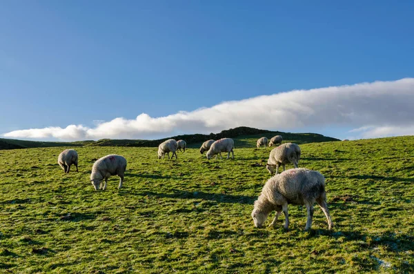 Um rebanho de ovelhas iluminado, pastando em um prado — Fotografia de Stock