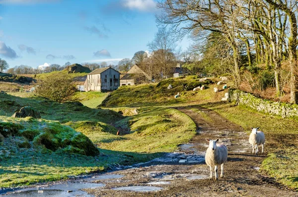 Две овцы на ферме зимой — стоковое фото