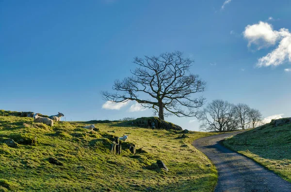 Ein kurvenreicher Feldweg mit grasenden Schafen — Stockfoto