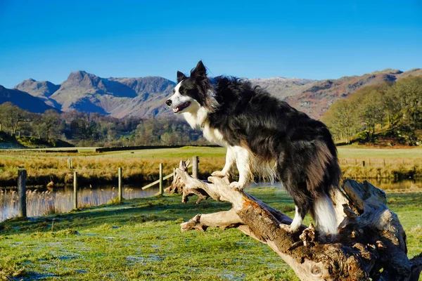 Berger Chien Pour Moutons Paissant Dans Les Carpates