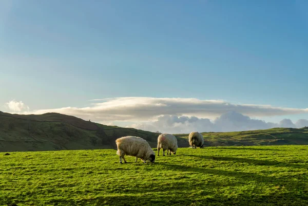 Tre får betar på en grön betesmark againt en bakgrund av kullar — Stockfoto