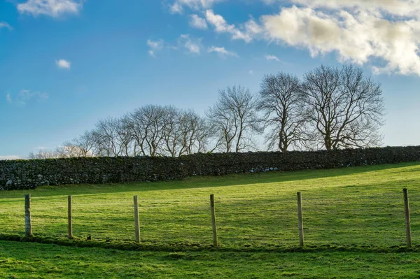 Ett inhägnat landsbygdens fält med en rad av träd på horisonten — Stockfoto