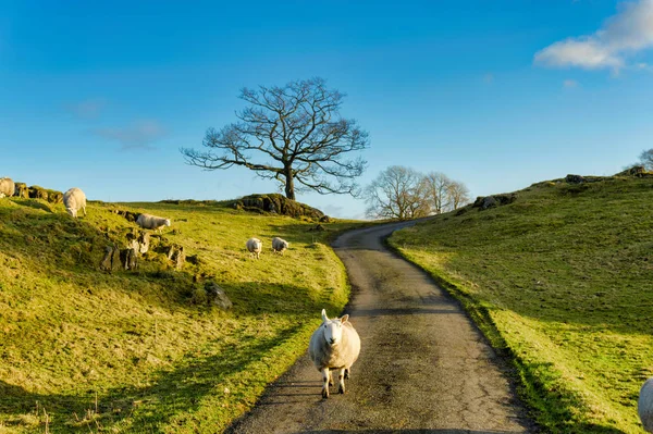 Uma ovelha caminhando por uma pista de campo — Fotografia de Stock