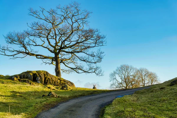 Una pecora solitaria che spiava un aumento tra due alberi spogli — Foto Stock