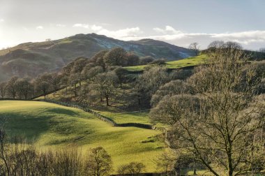 Yaprak döken ağaçların eğimli yamaca küçük bir alanda.