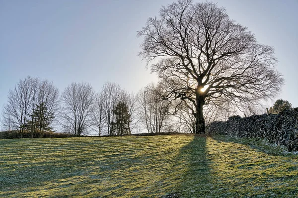 Un árbol retroiluminado en la esquina de un campo inclinado . — Foto de Stock