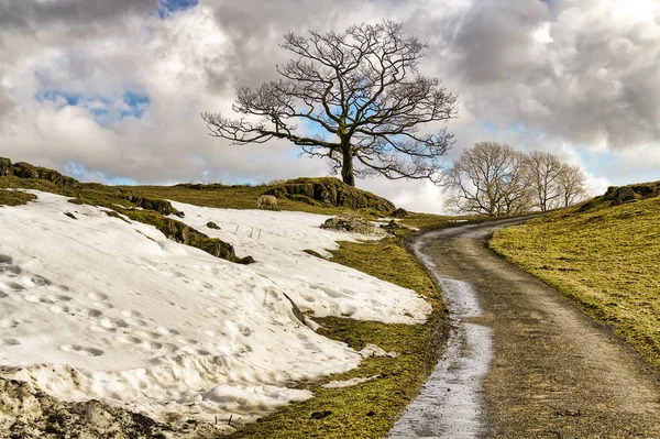 An English country lane with isolated trees and a bank of snow. — Stock Photo, Image