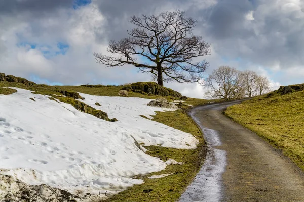 An English country lane with isolated trees and a bank of snow. — Stock Photo, Image