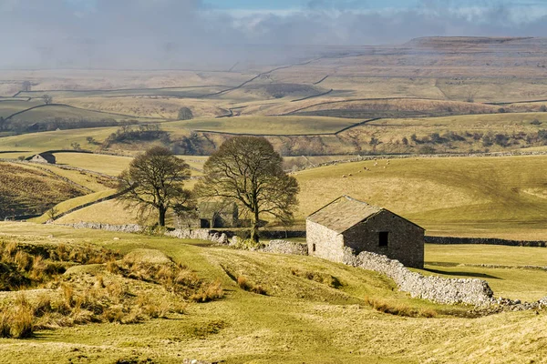 En isolerad ladugård och träd i The Yorkshire Dales. — Stockfoto