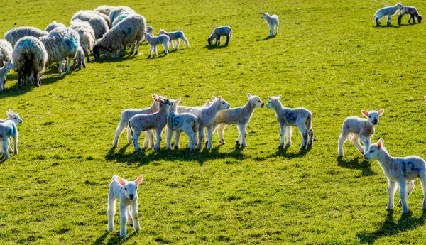 Um grupo de cordeiros da primavera em um dia ensolarado . — Fotografia de Stock