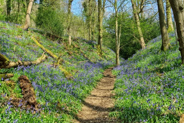 Ein Pfad durch einen englischen Wald mit Blauglocken — Stockfoto