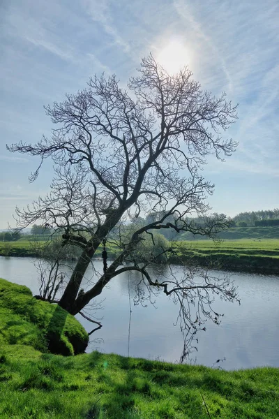 A silhouette of a lone tree on the bank of a river — ストック写真