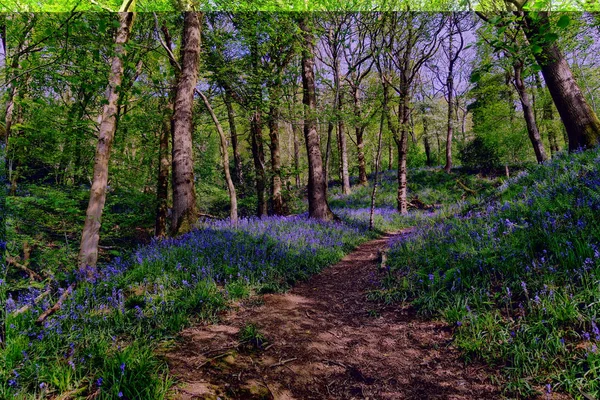 Um Bluebell Inglês madeira em um dia de primavera ensolarado Fotos De Bancos De Imagens