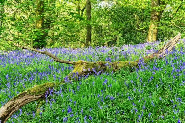 Ein Blauglockenwald im Lune-Tal, Lancashire, England — Stockfoto
