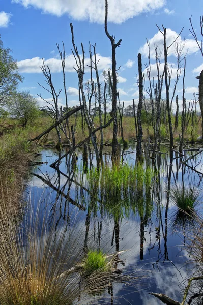 Foulshaw Moss 'taki bataklık suyuna yansıyan ölü ağaçlar standı — Stok fotoğraf