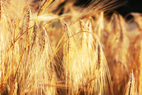 黄金の小麦をクローズ アップ — ストック写真