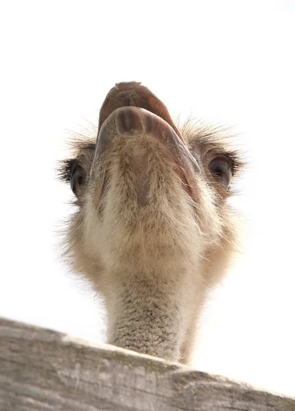 Ostrich isolated on white — Stock Photo, Image