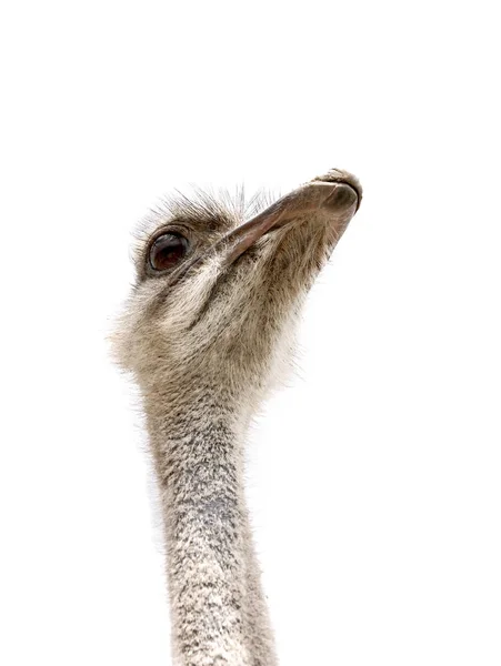 Ostrich isolated on white — Stock Photo, Image