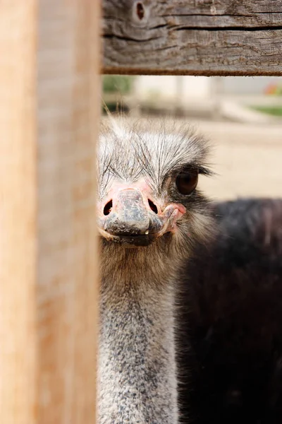 Close-up beeld van struisvogel — Stockfoto