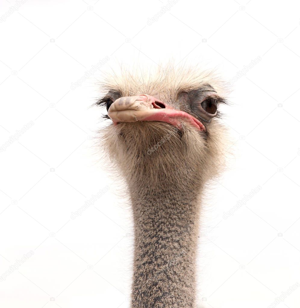 ostrich isolated on white