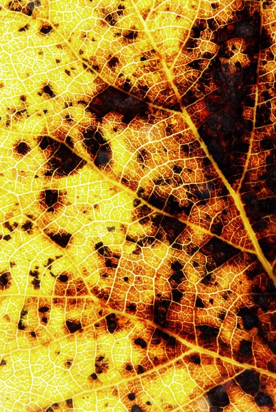 Herbst Blätter Textur — Stockfoto