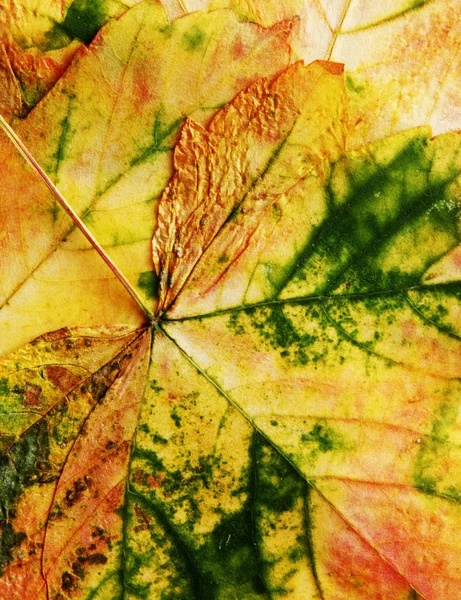 Doku sonbahar yaprakları — Stok fotoğraf