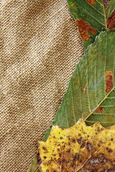 Çuval bezi üzerinde sonbahar arka plan, kurutulmuş yaprakları — Stok fotoğraf
