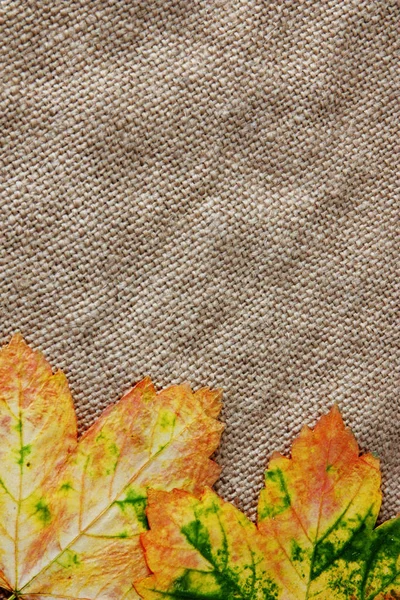 Autumn background, dried  leaves on burlap — Stock Photo, Image