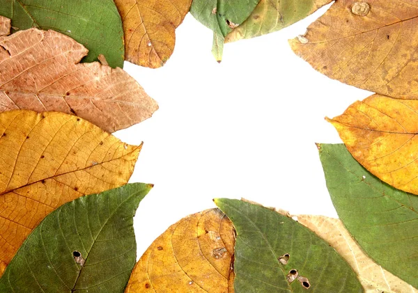 Ореховые листья, изолированные на белом — стоковое фото