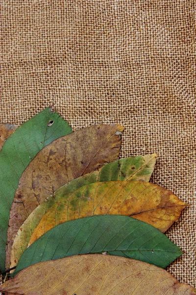 Walnoot bladeren op jute — Stockfoto
