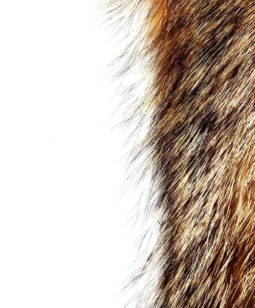 Texture of raccoon fur isolated — Stock Photo, Image