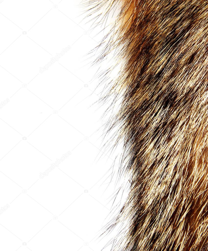 Texture of raccoon fur isolated 