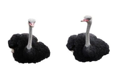 Devekuşları üzerinde beyaz izole