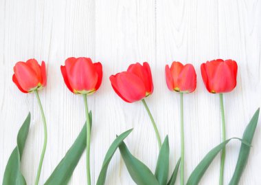 güzel bahar beyaz üzerine kırmızı lale 