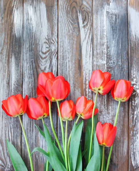 Красиві Весняні Червоні Тюльпани Іонна Дерев Яна Спинка — стокове фото