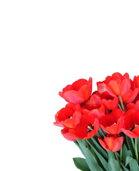 Prachtige Voorjaar Rode Tulpen Geïsoleerd — Stockfoto