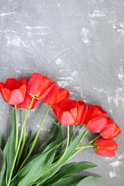 Prachtige Voorjaar Rode Tulpen Grijze Rug — Stockfoto