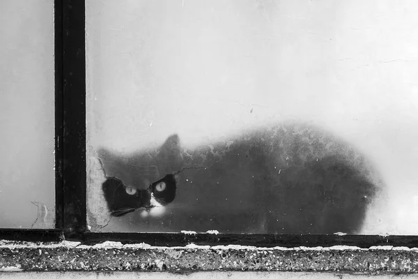 Czarny kot wygląda przez okno gap — Zdjęcie stockowe
