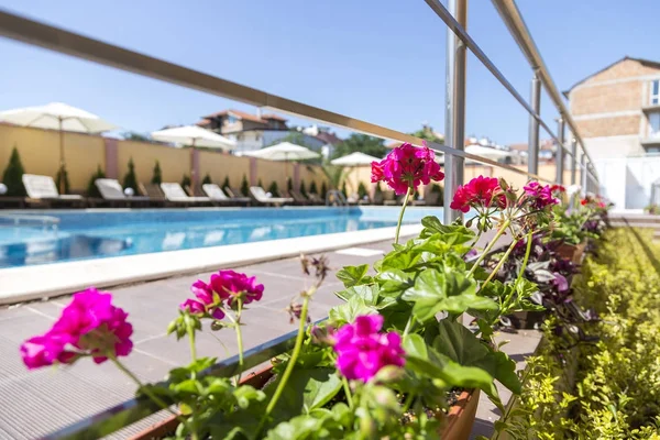 güzel pembe çiçekler yükseklikte yaz, büyük bir havuzu arka planı. Otelin karmaşık bir sahil kasabasıdır. berrak mavi su. Yüzme Havuzu ara. şemsiye ve şezlong. rüya tatil
