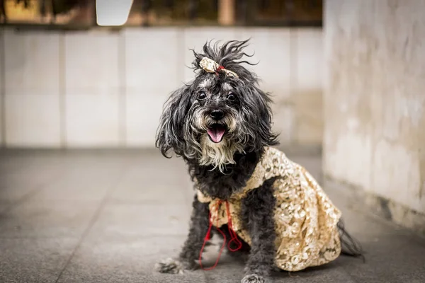 a little black dog with a ribbon on his head and a yellow dress. fashion line for dogs. dog model poses for new profile photo