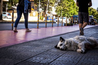 sokak sokak köpeği lekelenme olmadan acelesiz yürüyüş insanların ayakları arasında yatan küçük bir köpek. sokak hayvanlarına bakım. sokakta yatan ve uyku sakin köpek