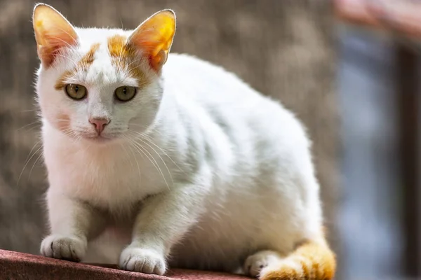 Divoká Kočka Městském Prostředí Pet Ulici Predátor Krásné Kotě Vypadá — Stock fotografie